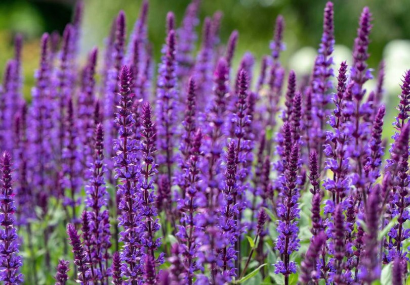 Levendulakék Mexikói izsópfű , Agastache mexicana, fűszernövény, fűszer